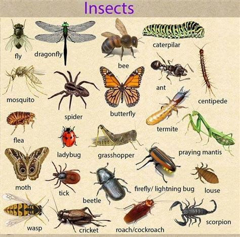 kuliglig insect in english
